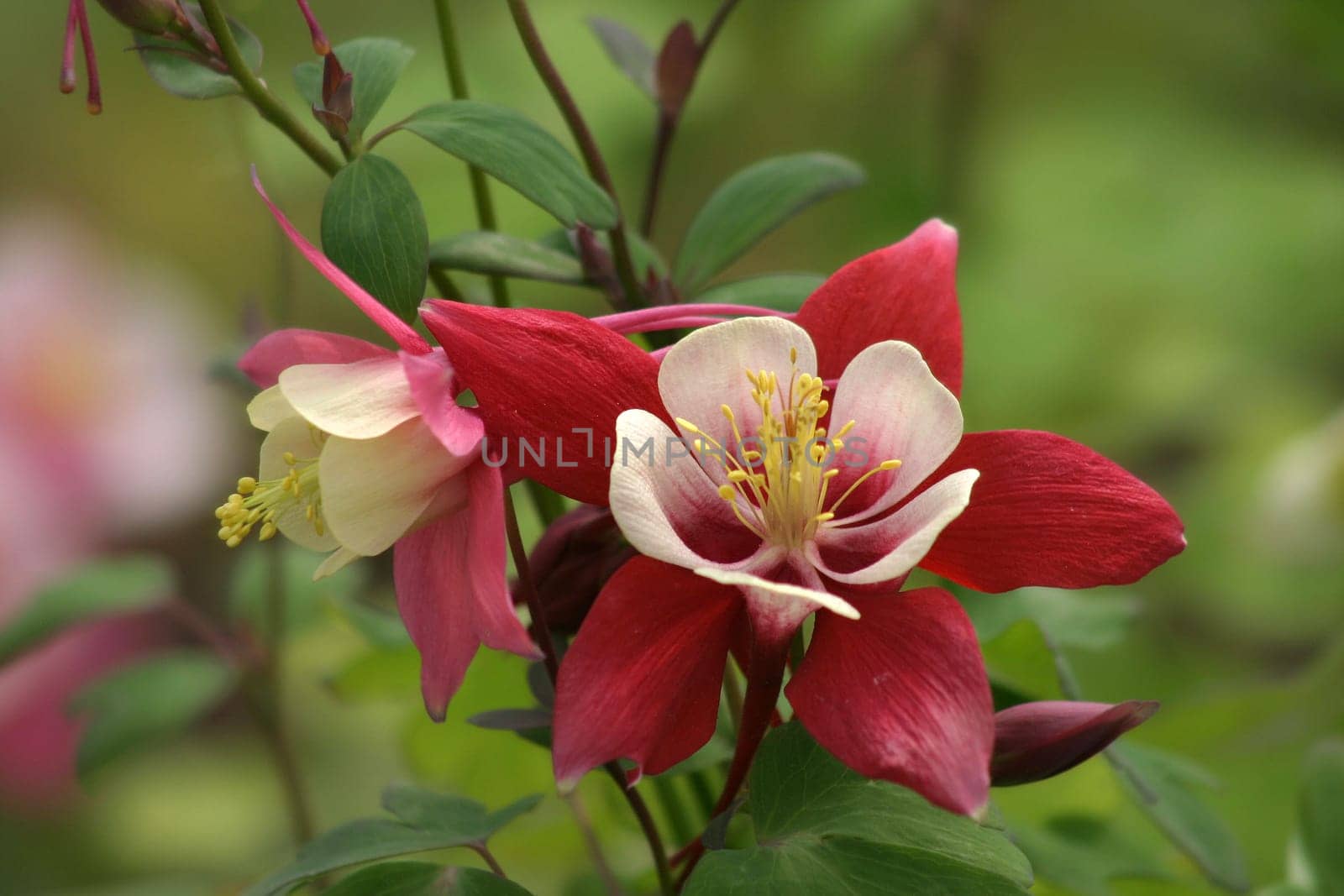 ... recorded at the Leverkusen State Garden Show  2005