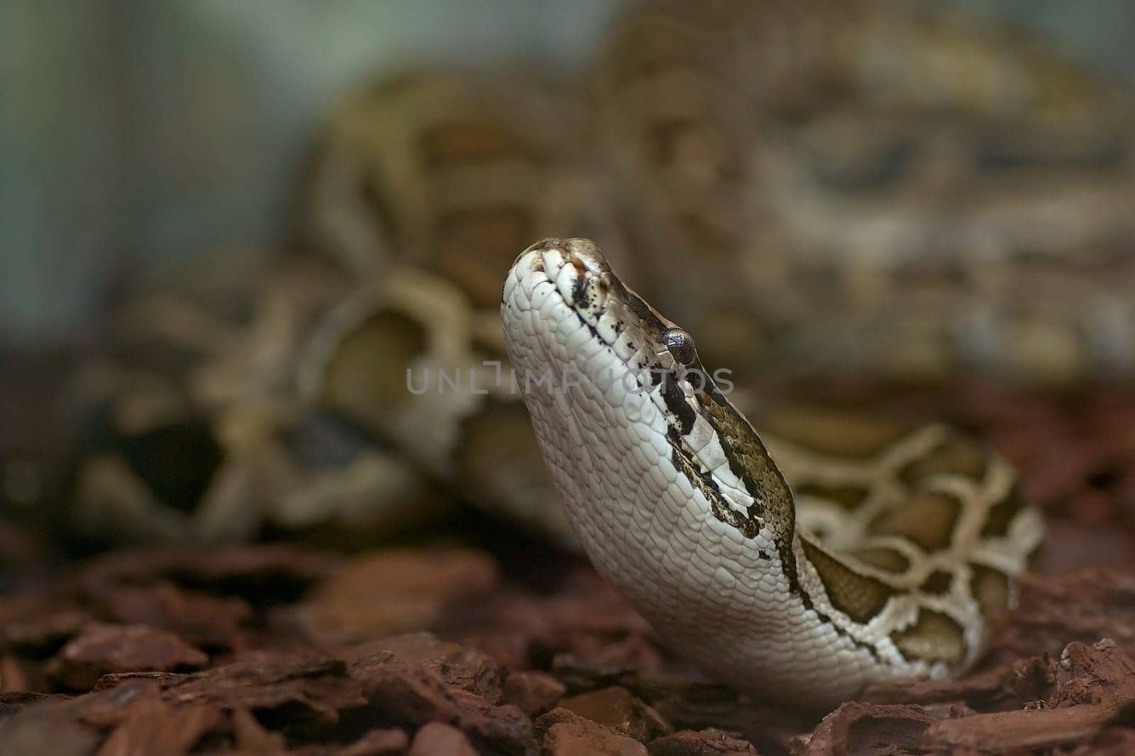 If you have a snake phobia,you'd better not look at it in a big way! Luisenpark Mannheim,Nikon D70,ISO 400  F/3.2  1/320sec  90mm  Monopod