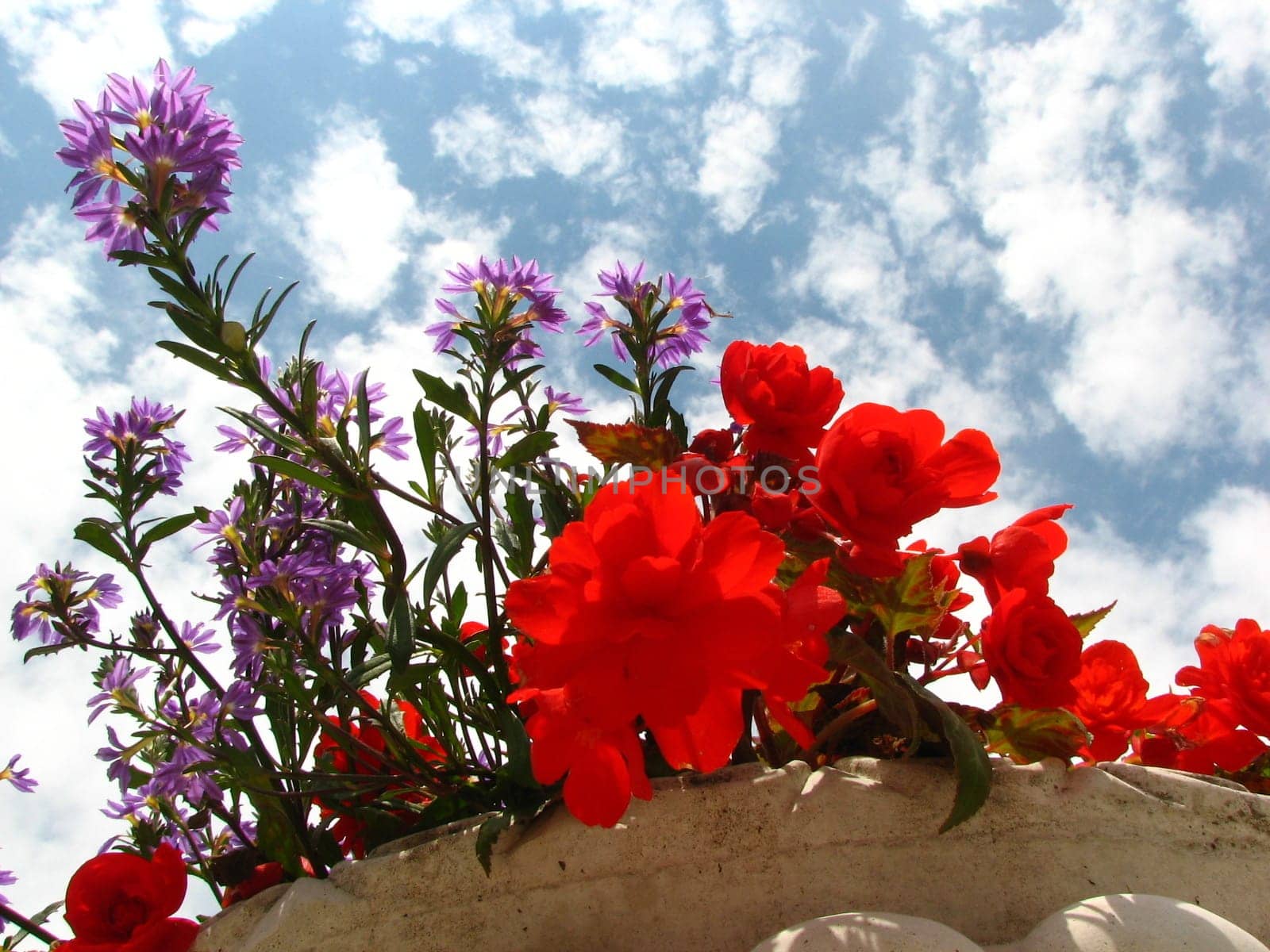 The flower pot was so high that I couldn't help but look up to the sky.
