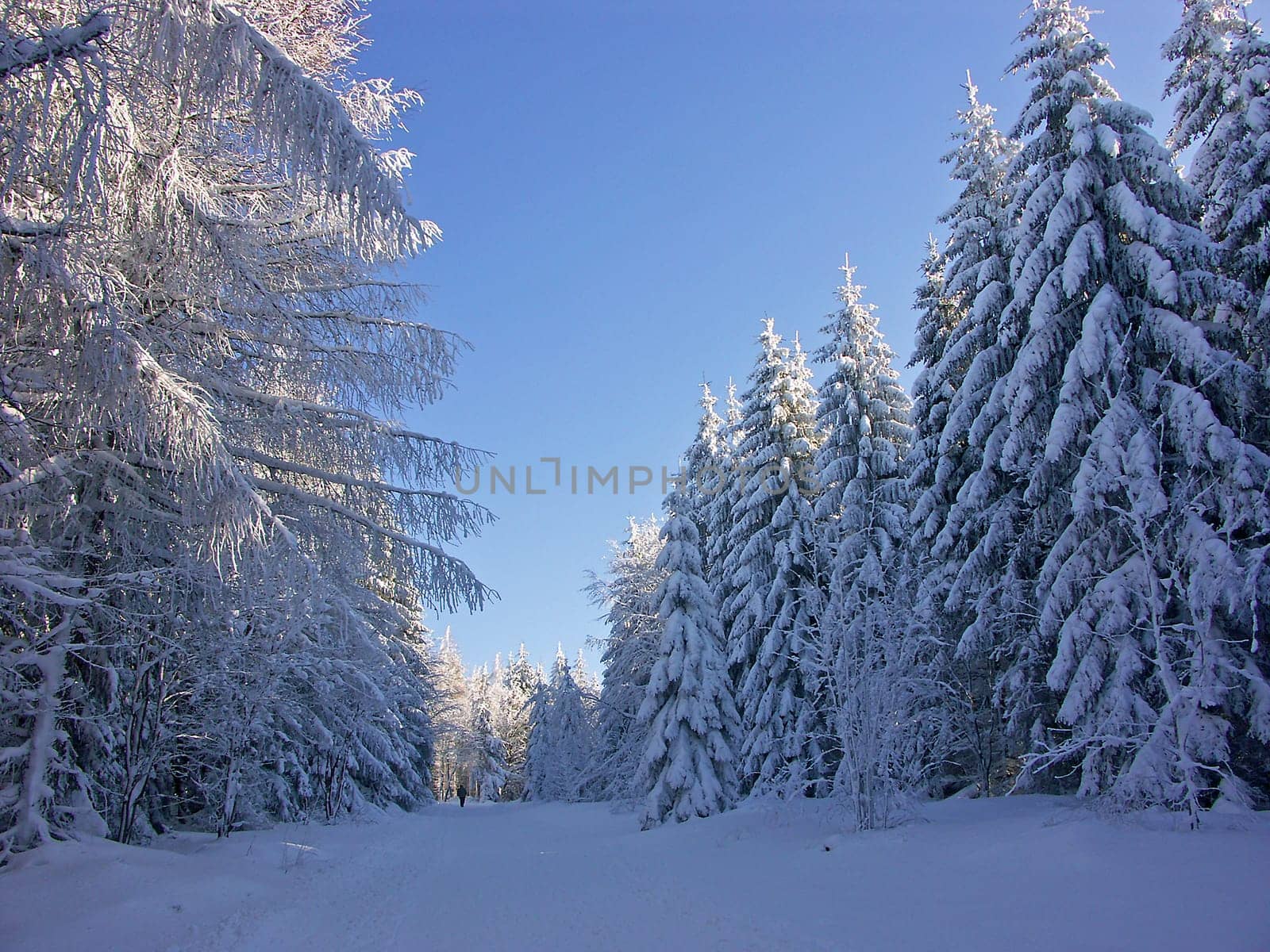 Winter Wonderland