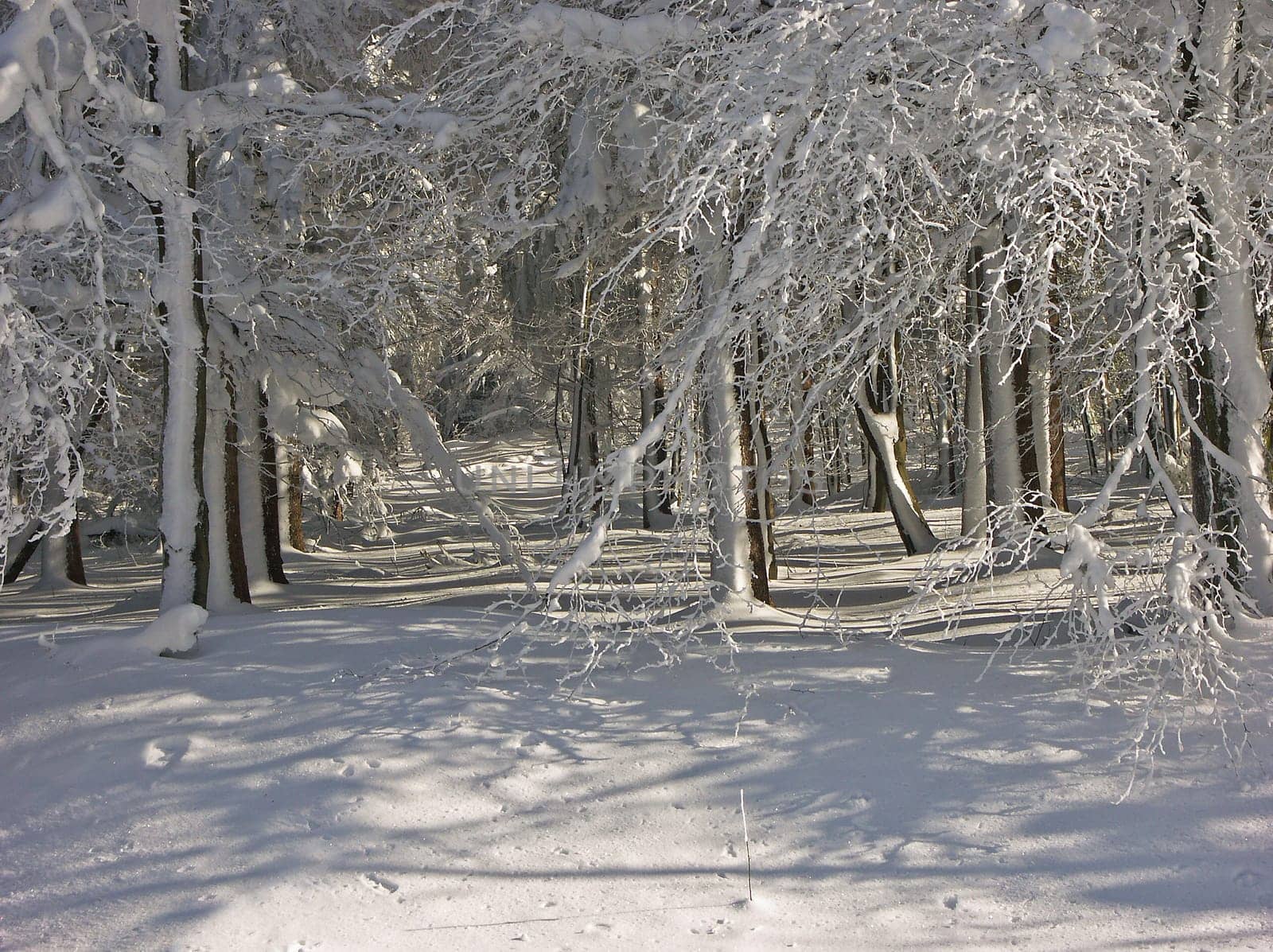 Winter forest