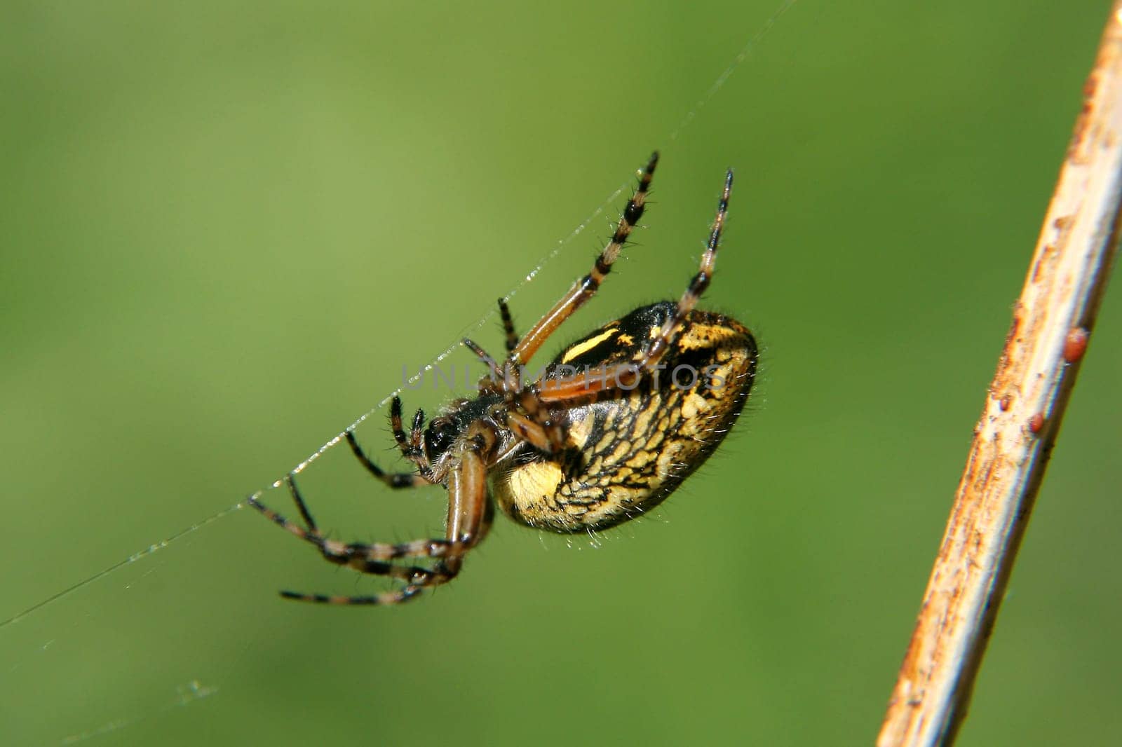Oak leaf wheel web spider