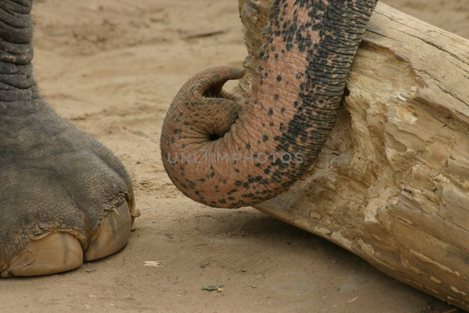 Working elephant