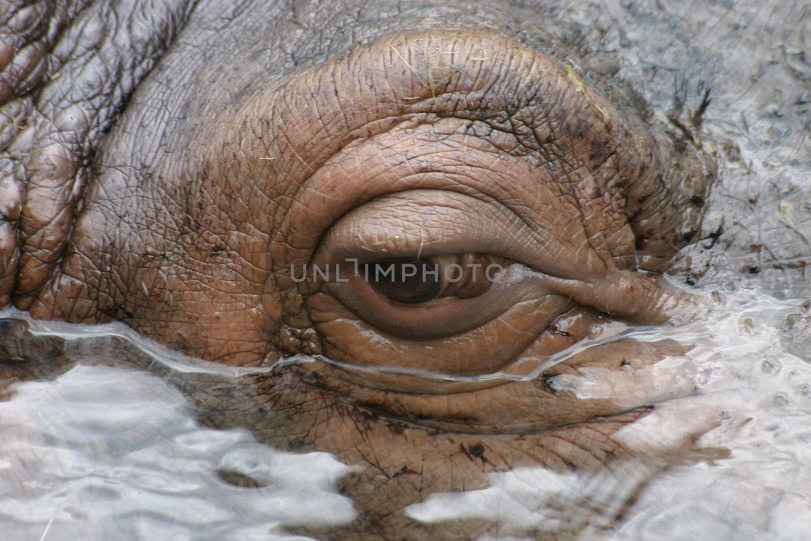 Hippo-Eye