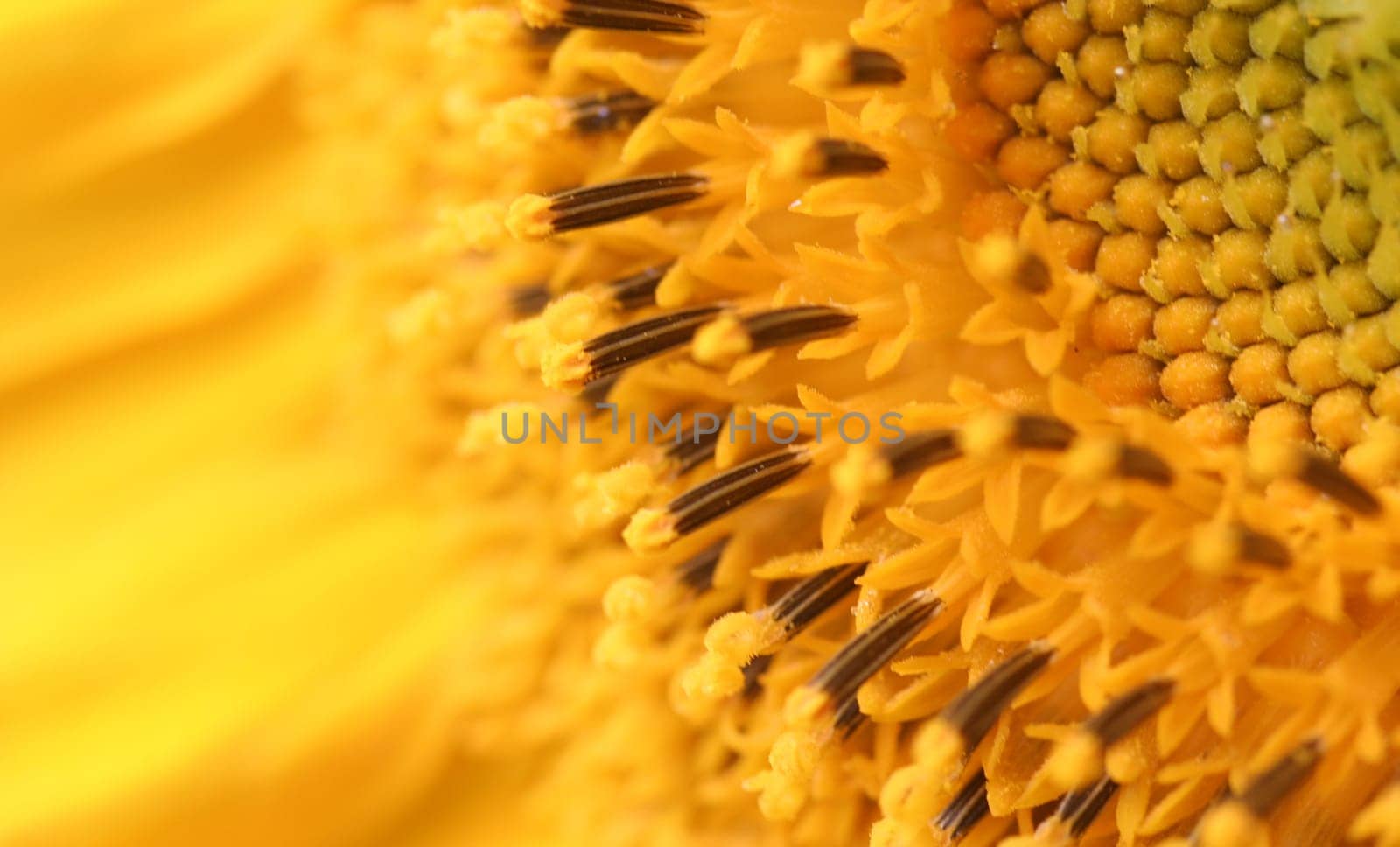 Sunny yellow