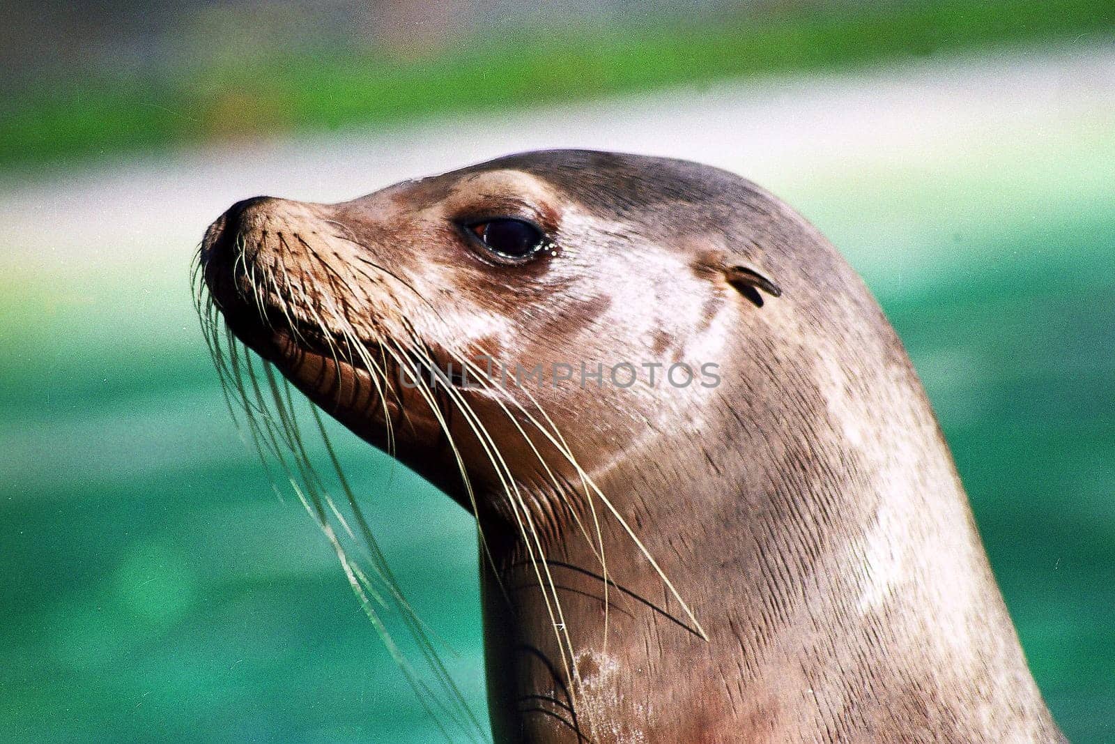 Seal