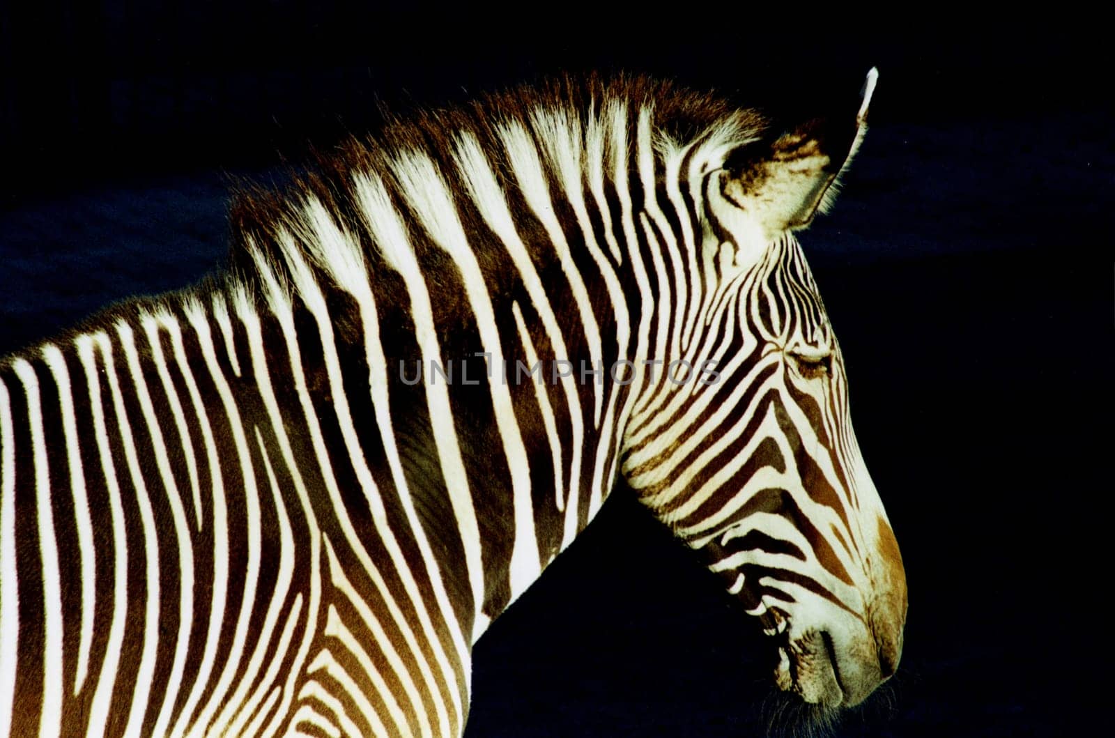Zebra