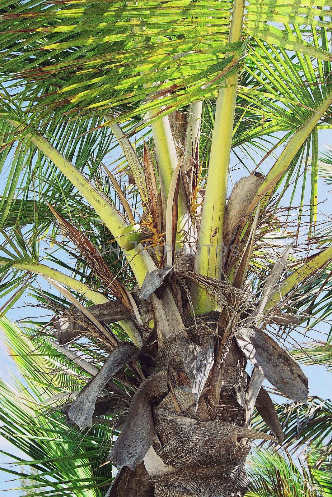 Palm tree