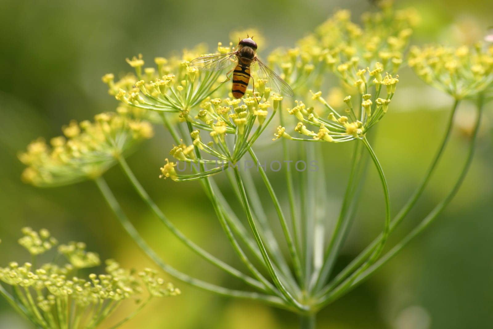 Garden dill 1