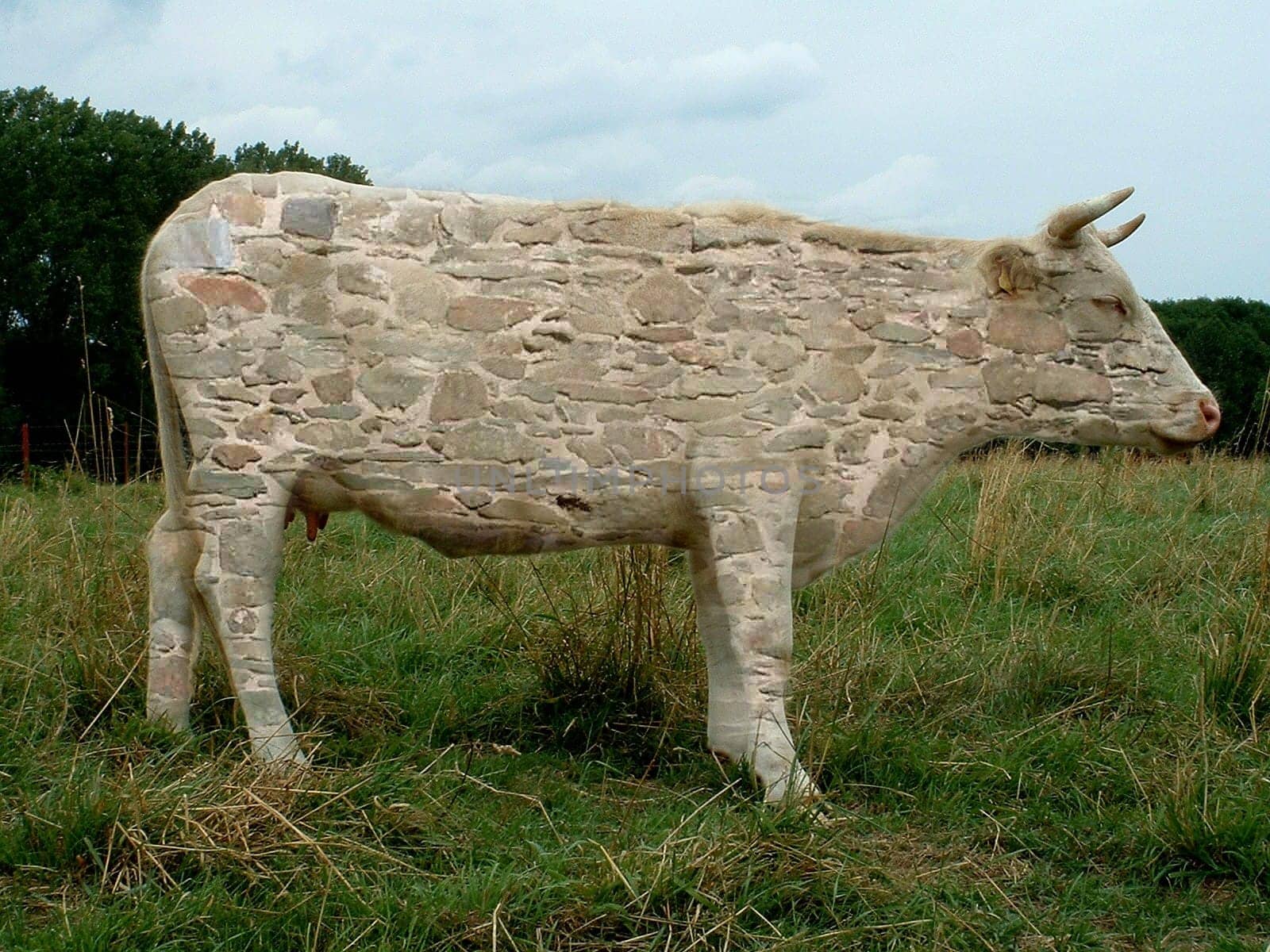 ... or wall cow -) Thanks to Boshi for the editing tips! http://www.millan.net/funp/80/nomilk.html