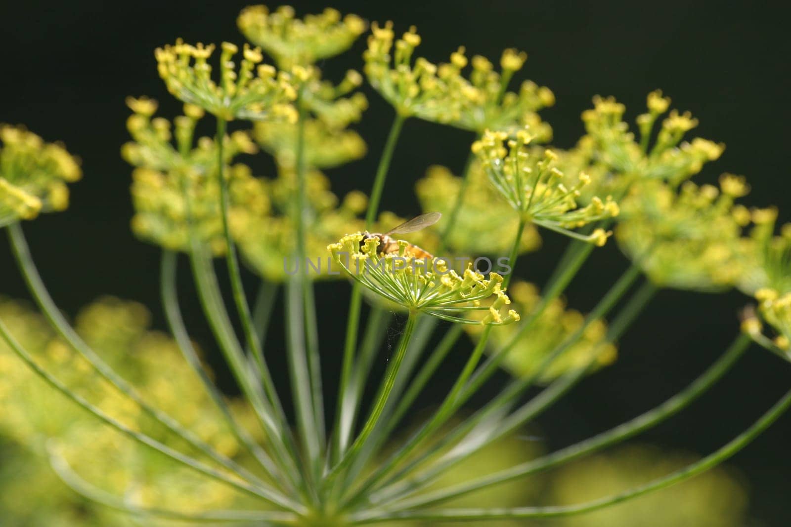 Garden dill 2
