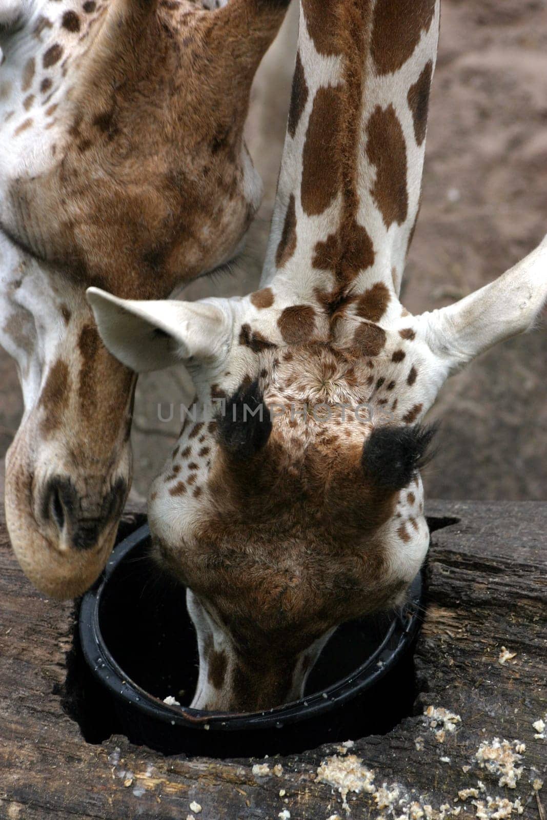 Giraffe 7