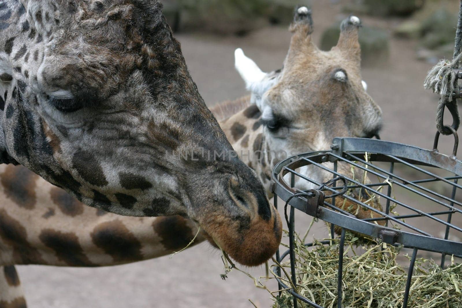 Giraffe 4