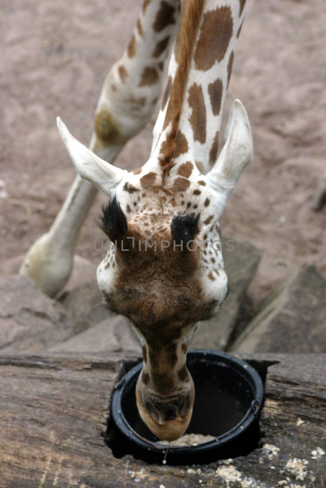 Giraffe 6