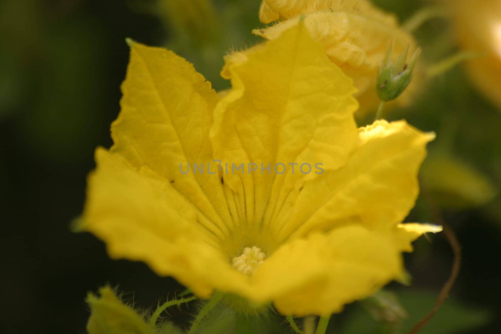 Cucumber blossom