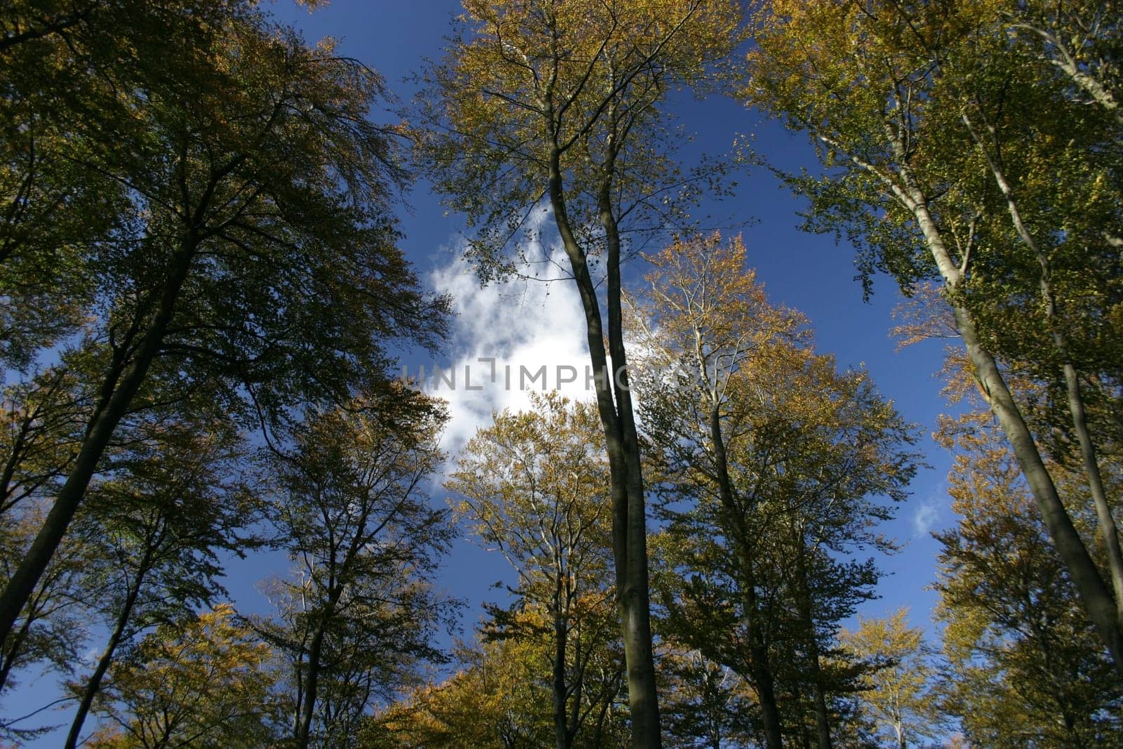 Canopy