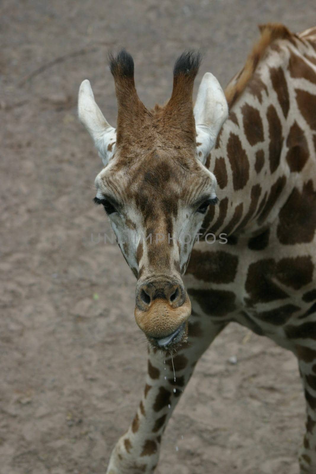 Giraffe 5