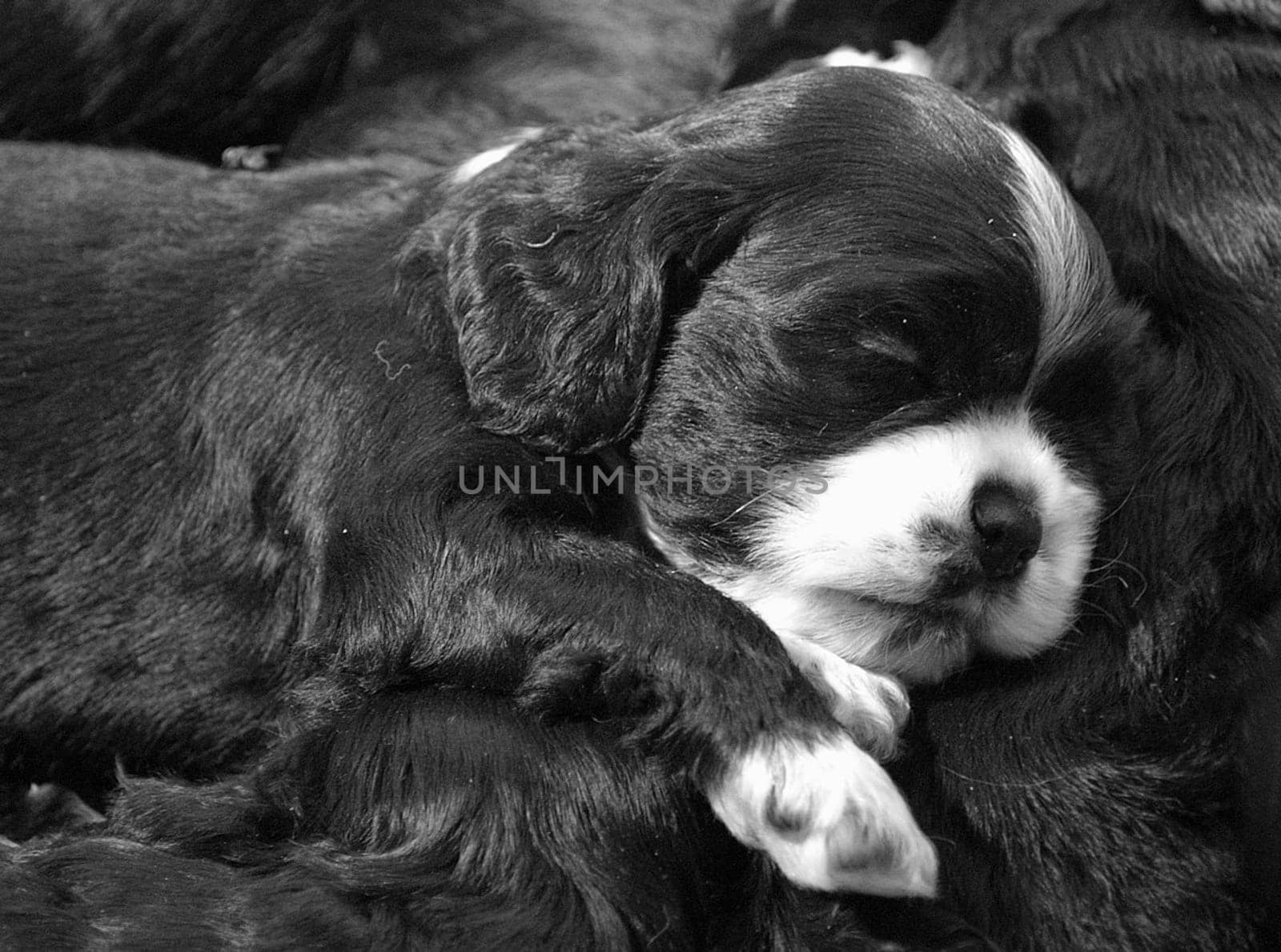Lollipop 4 weeks old,grain size by ISO 800