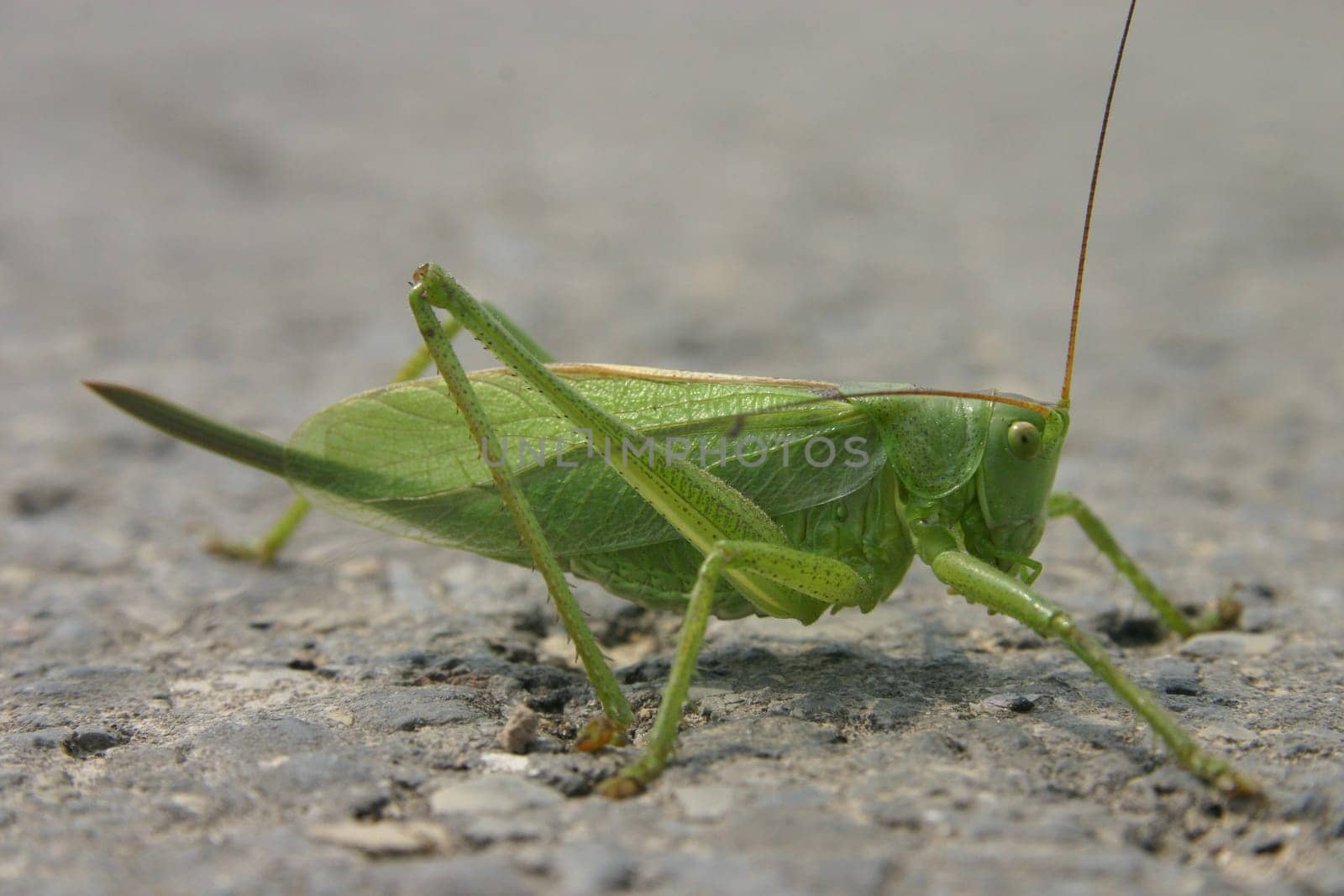 Asphalt Grasshopper