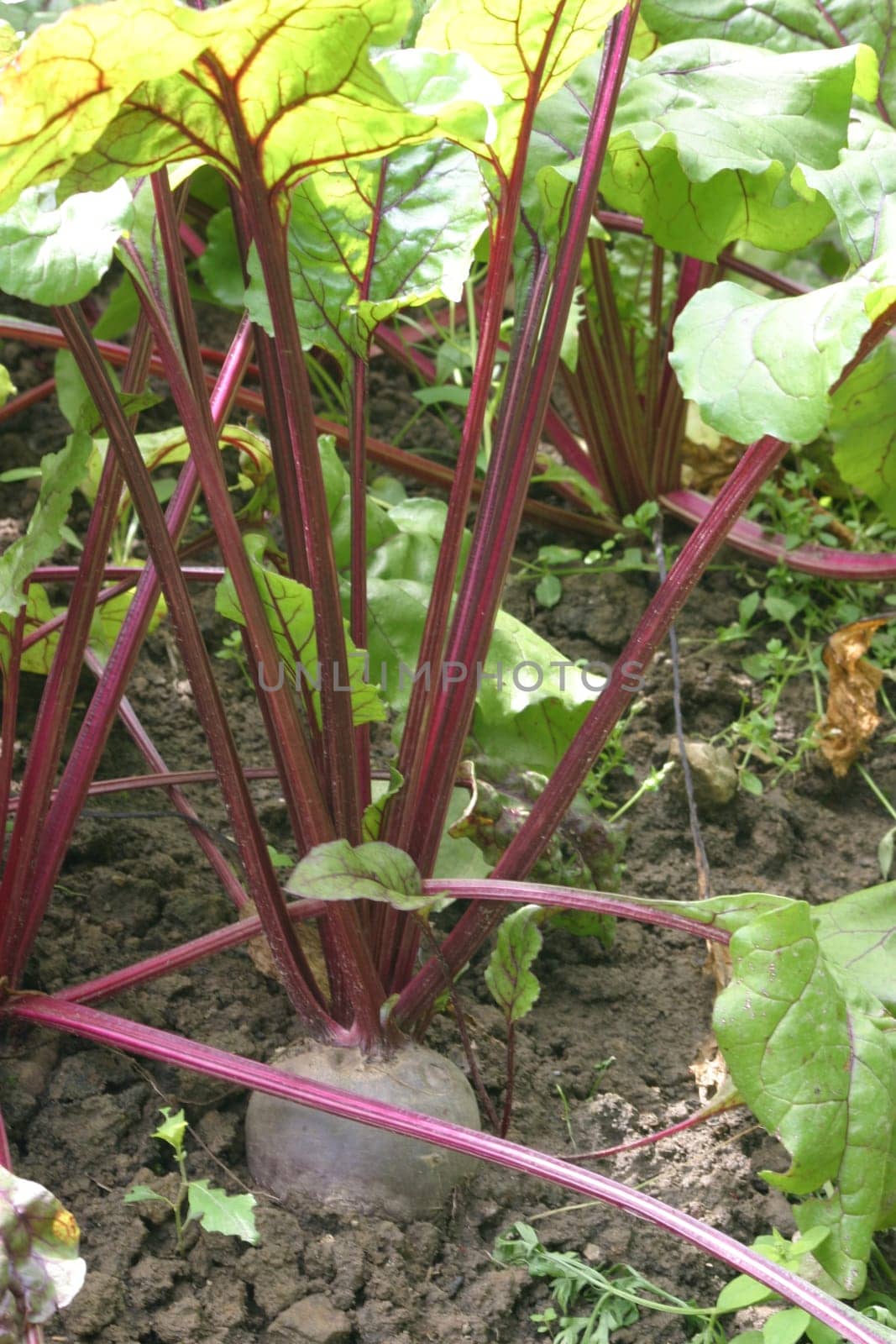 Beetroot 1
