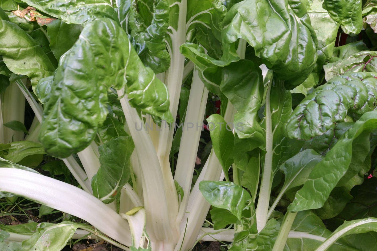 Chard
