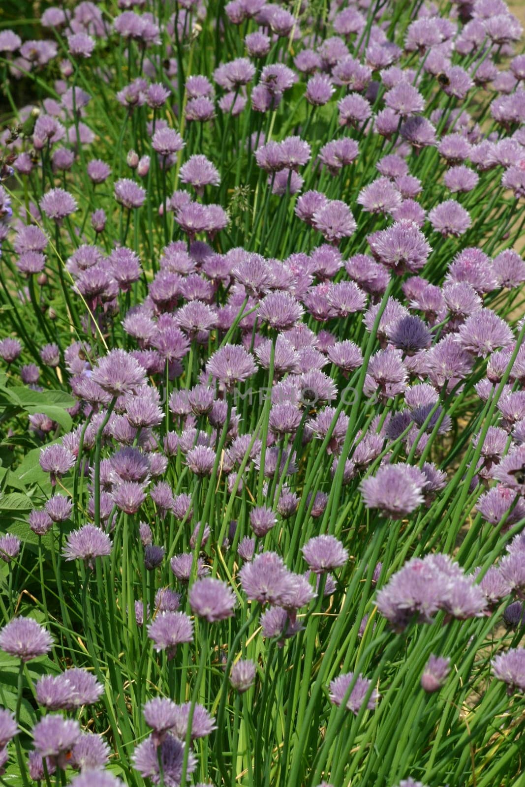 Chives Blossom 2
