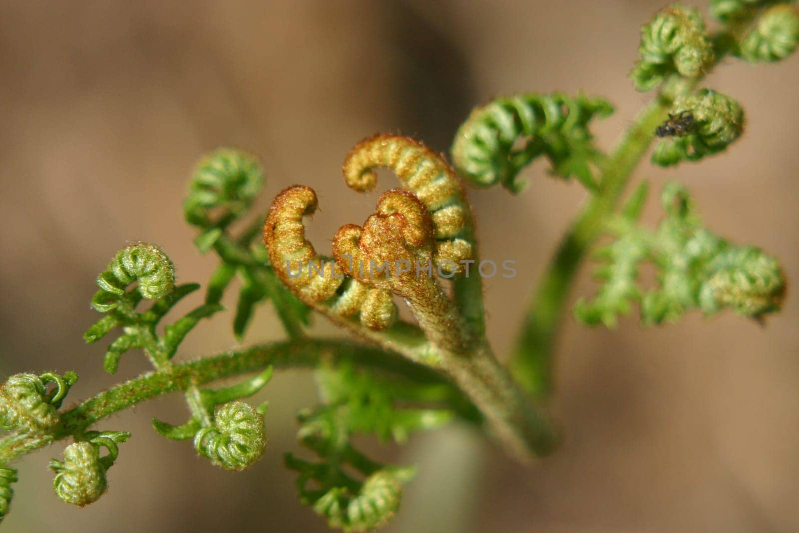 Worm fern 2
