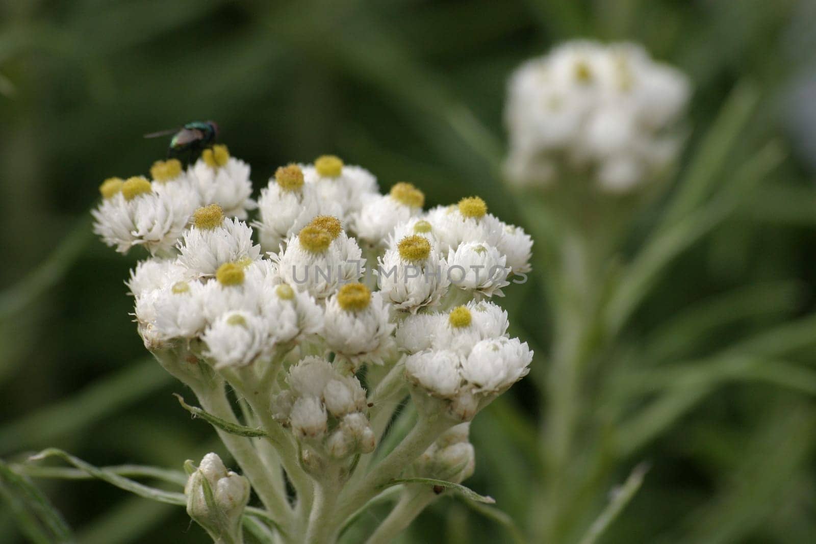 Silver immortelle
