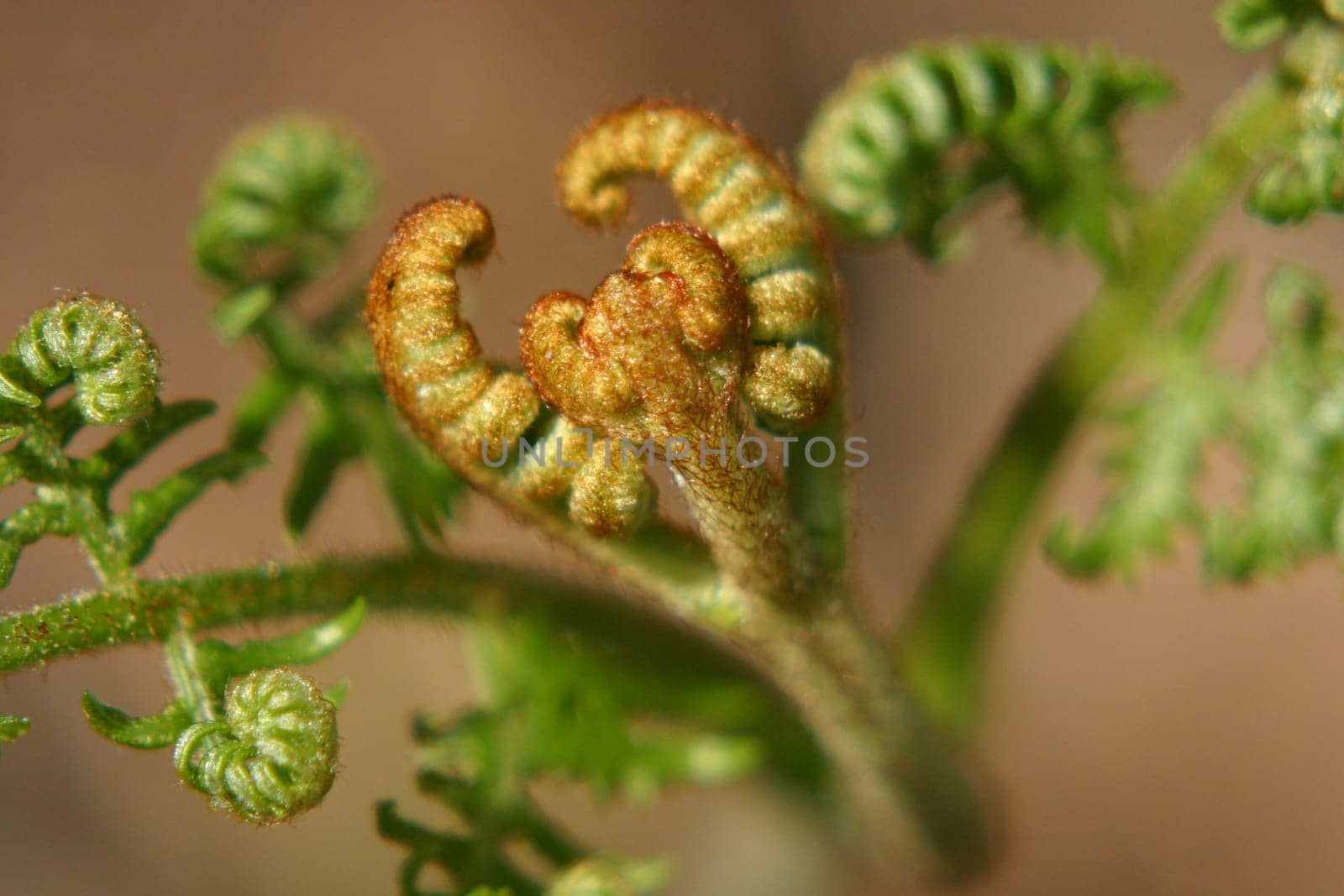 Worm fern 1