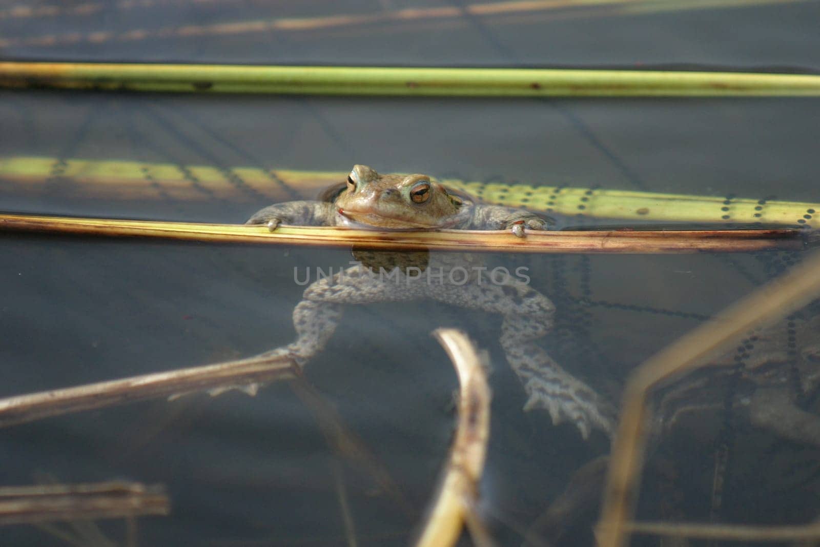 Toad with spawn