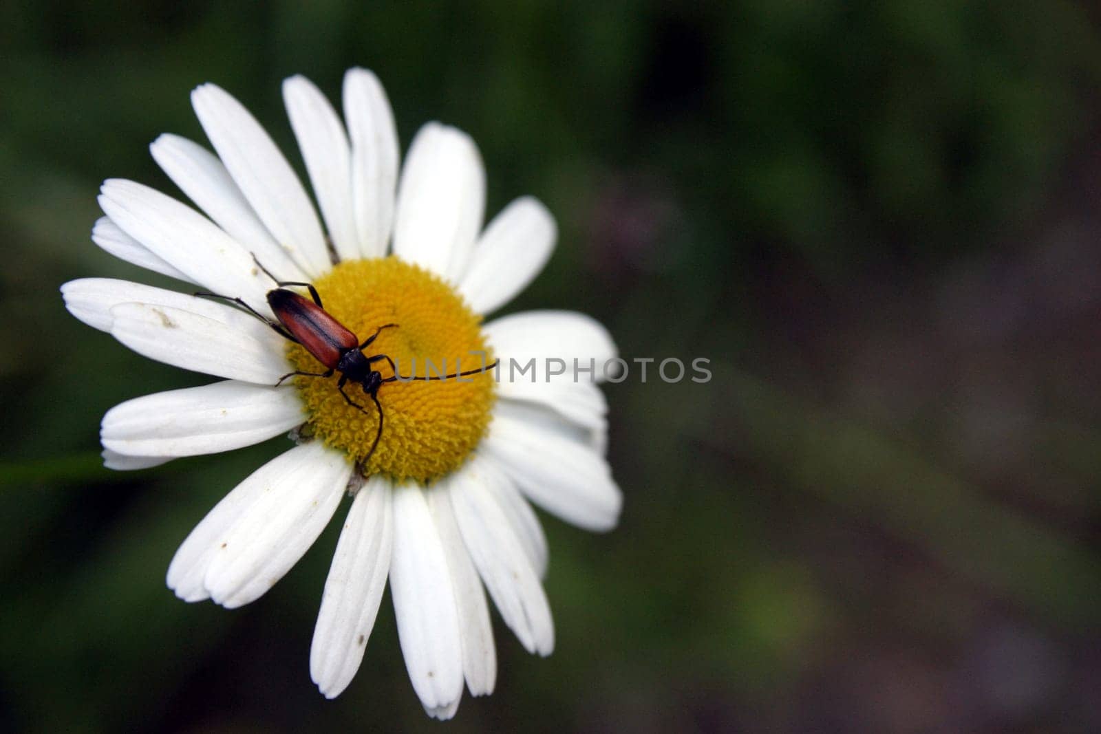 Beetles on daisies