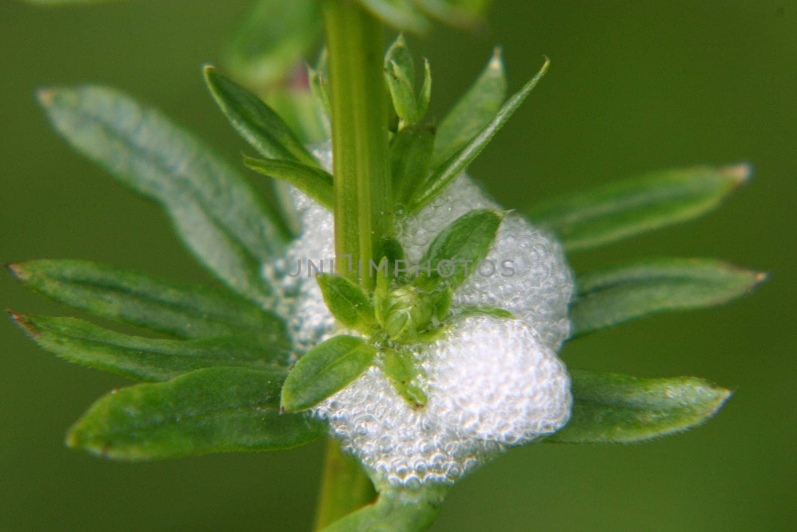 With this "foam"",the larvae of the cicadas protect themselves from enemies and weather."