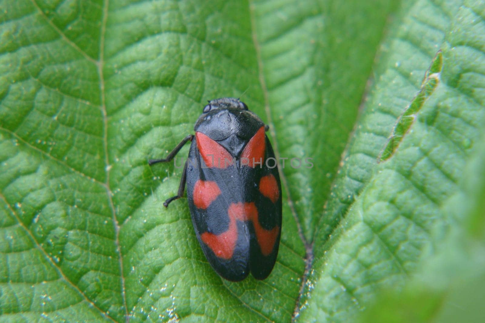 Blood-spotted cicada