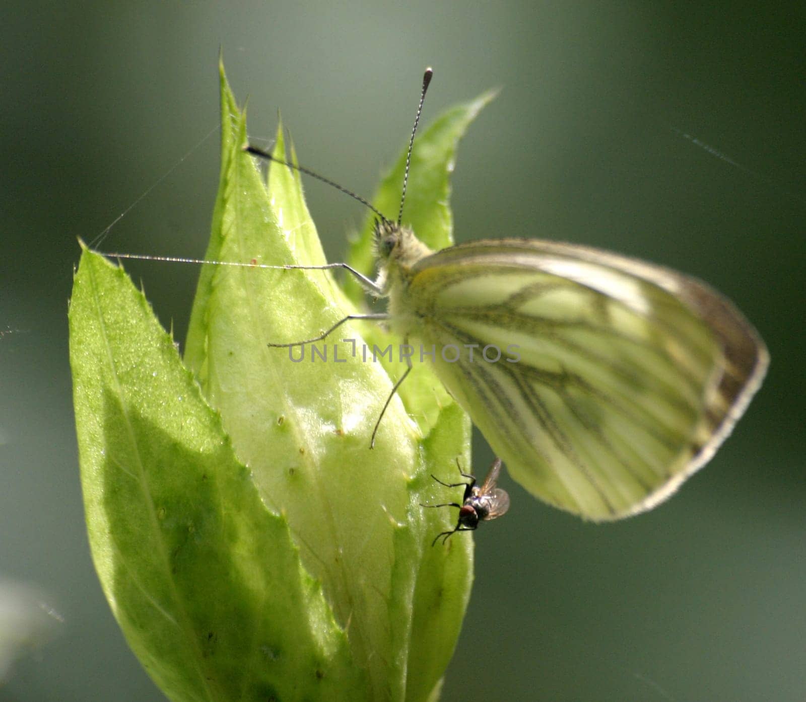 White moth