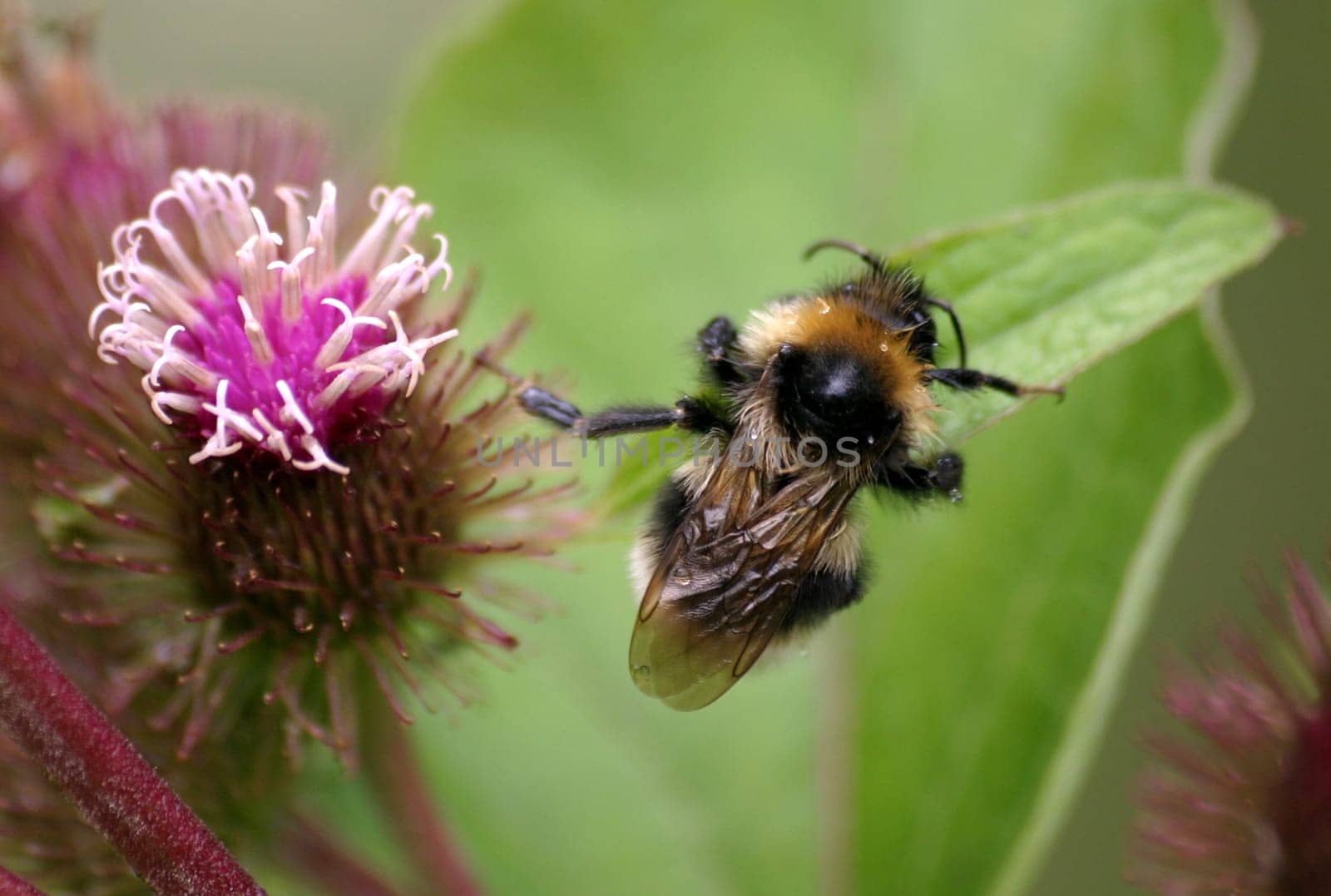 Bumblebee lunge