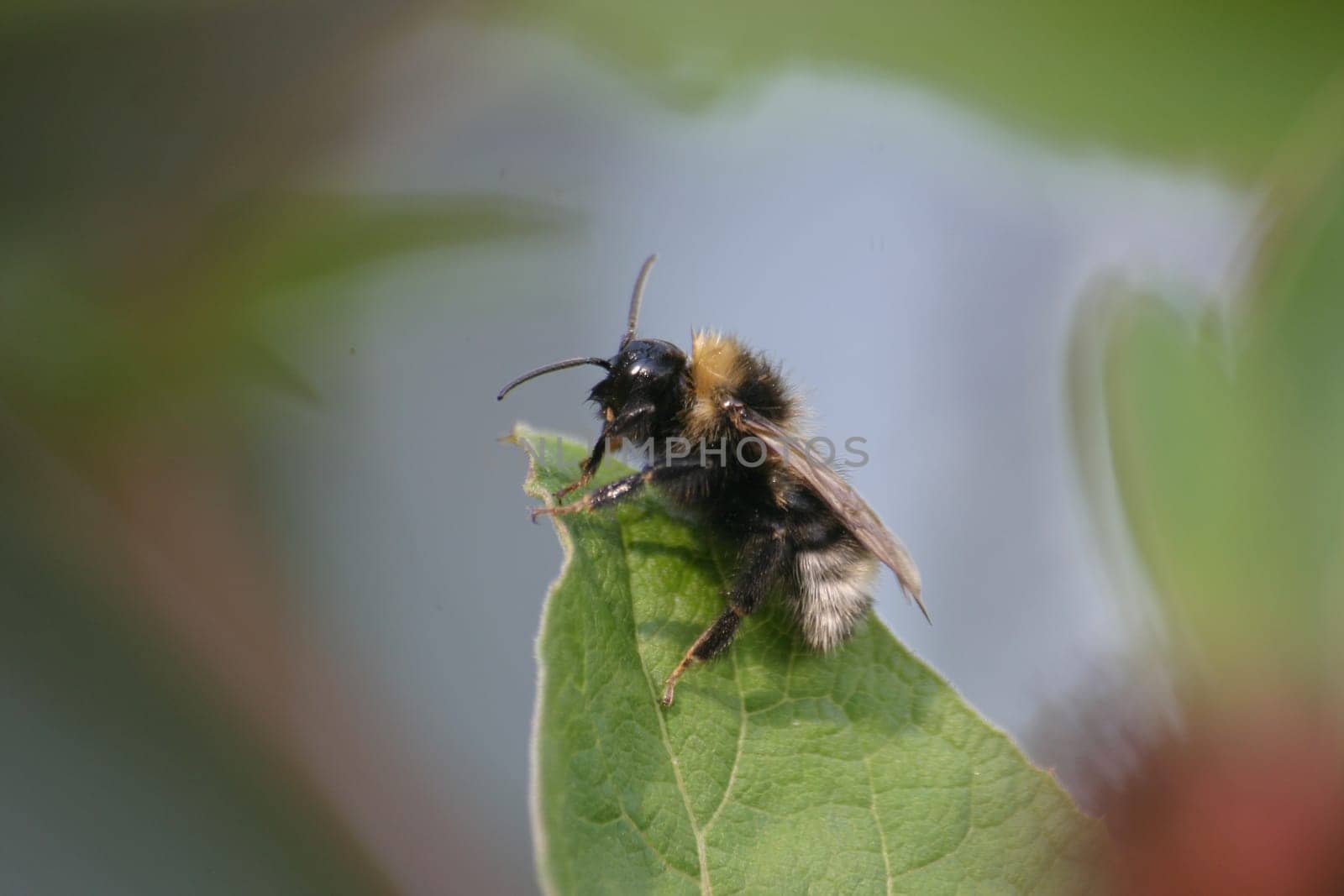 Bumblebee Rest