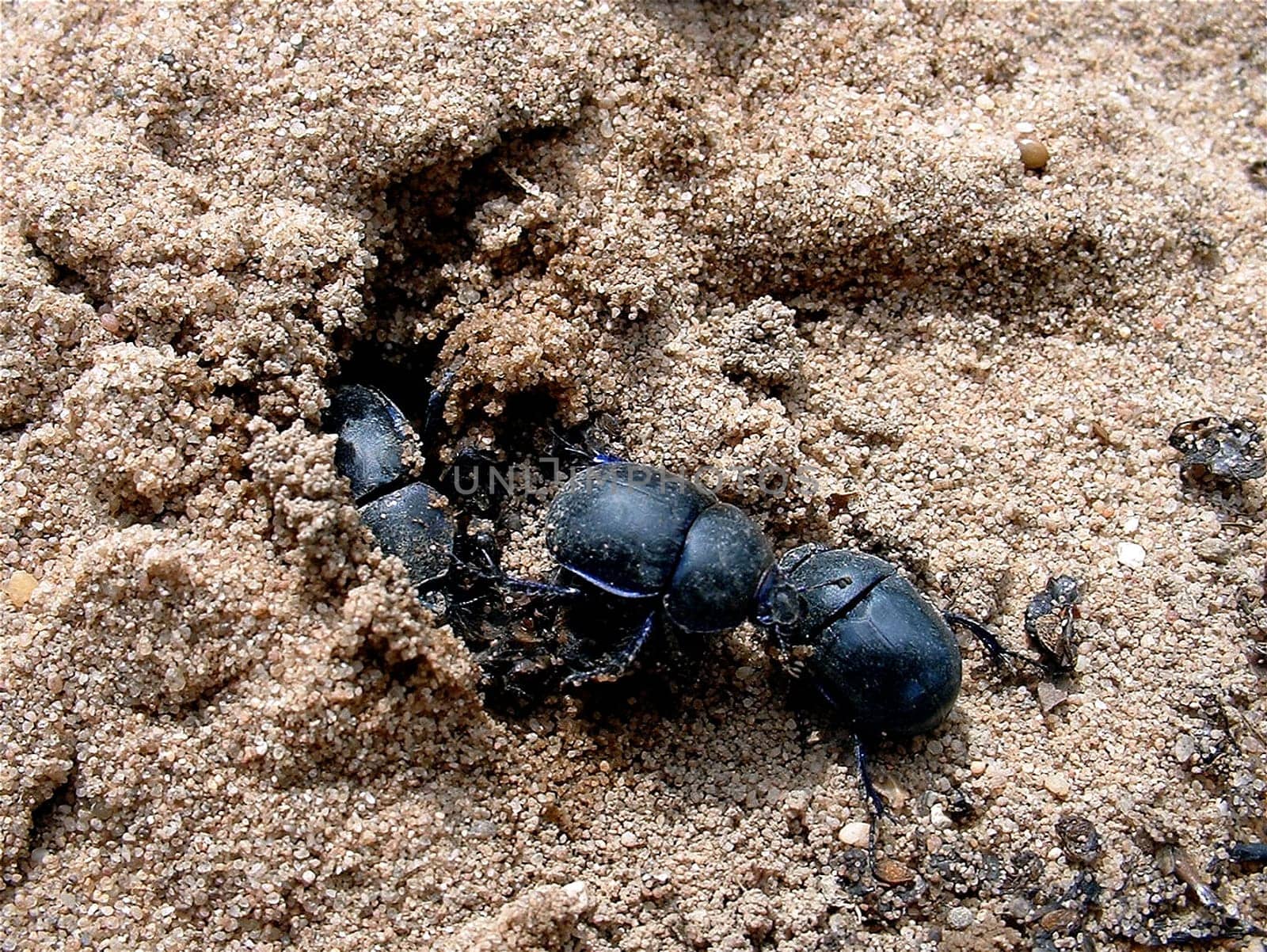 Dung beetles in front of the entrance to their "cave"""