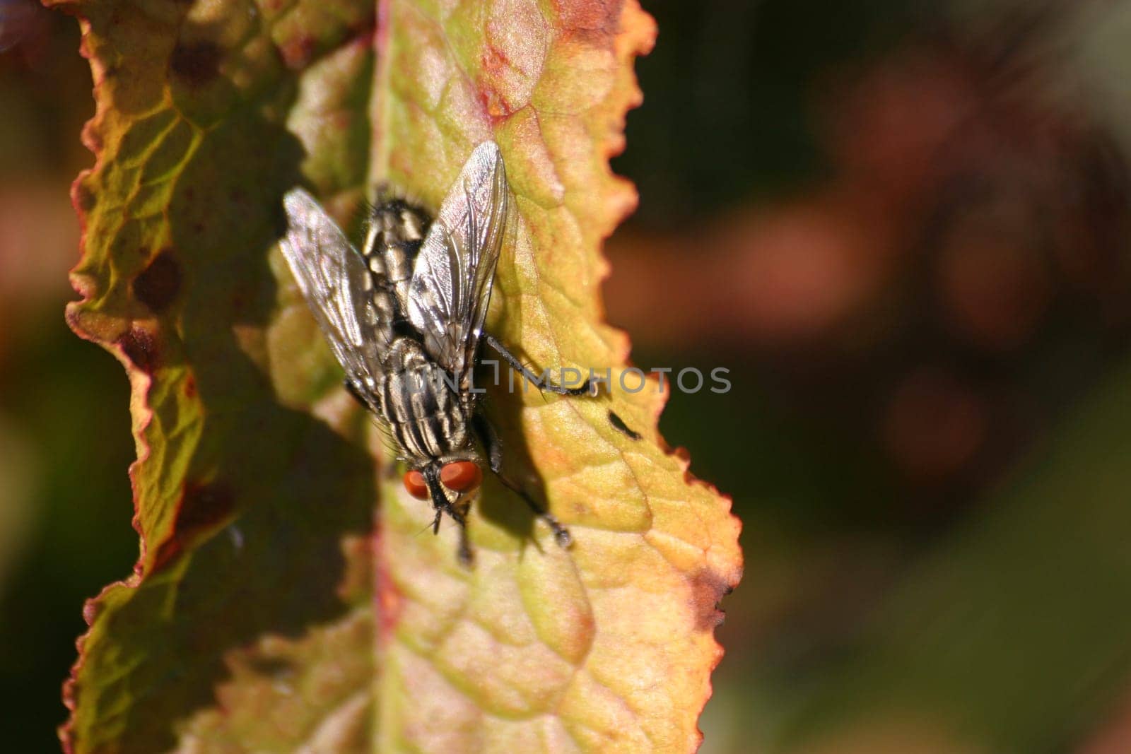 A grey meat fly is sunbathing - yes,hard to believe,but we actually had SUN today!!!