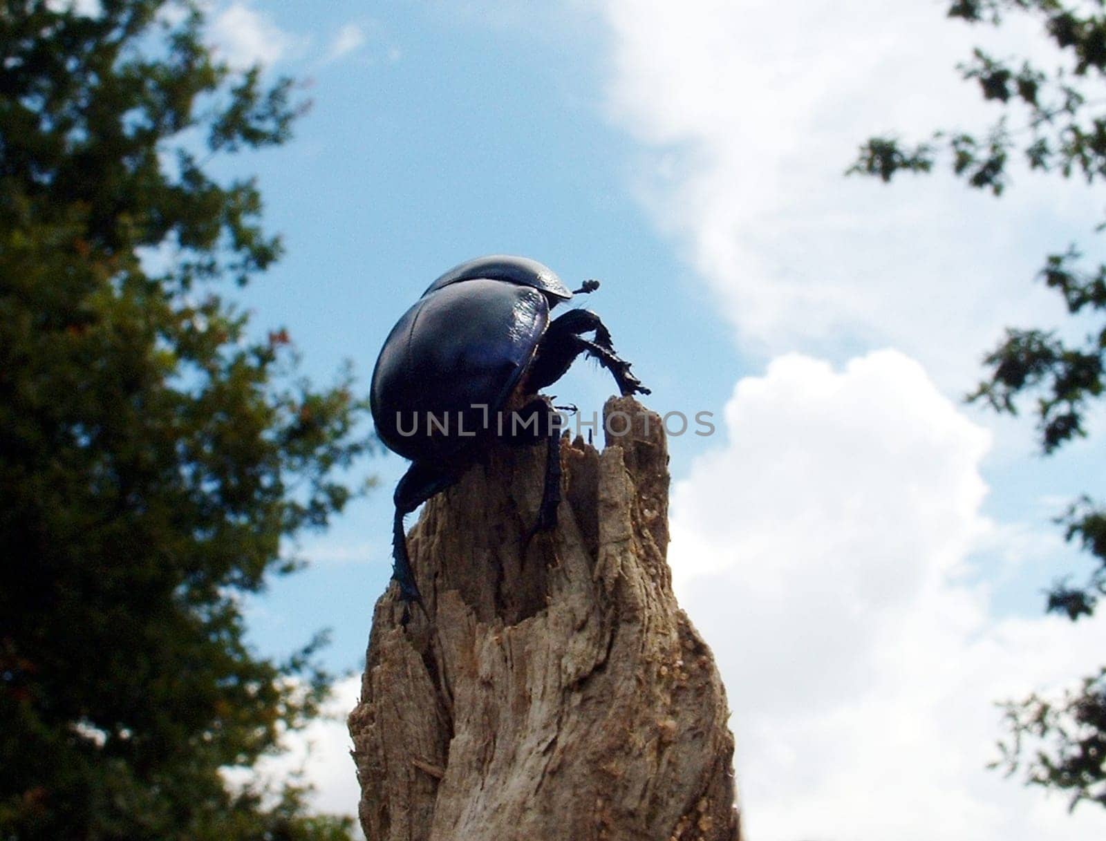 A dung beetle on its way up -)