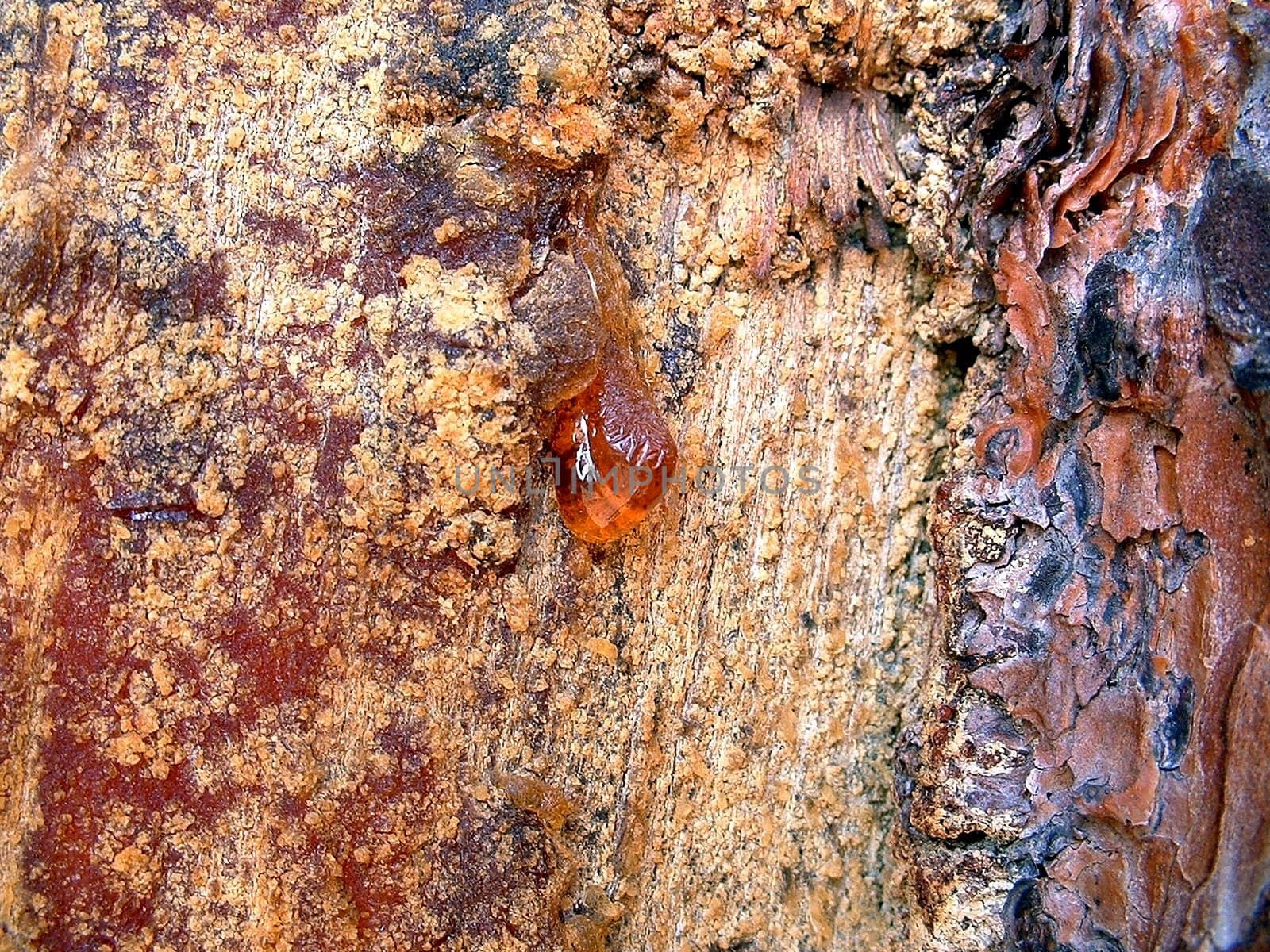 Resin
