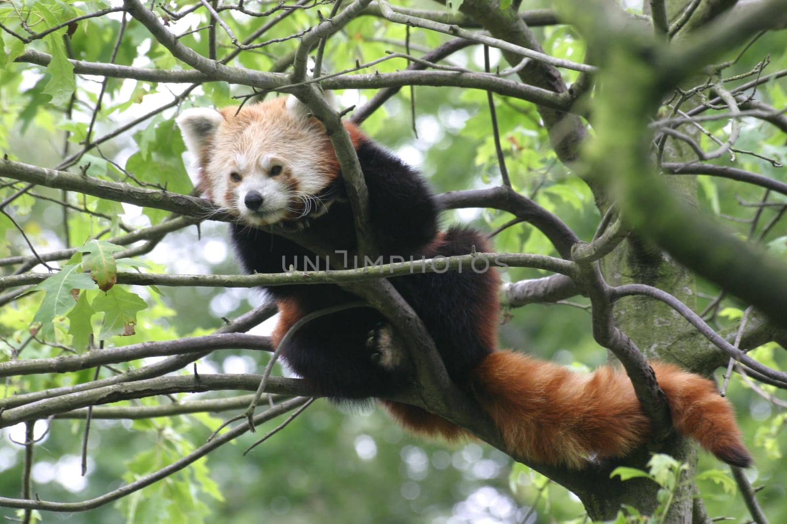 Red panda