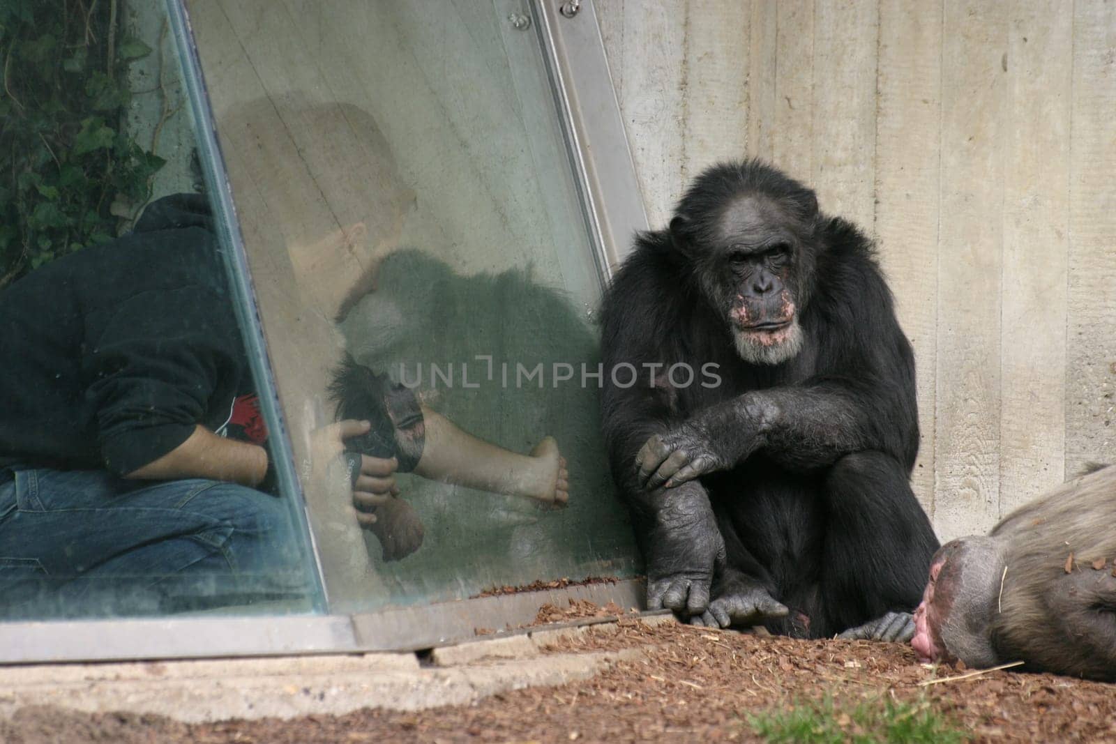 Who is the monkey?
