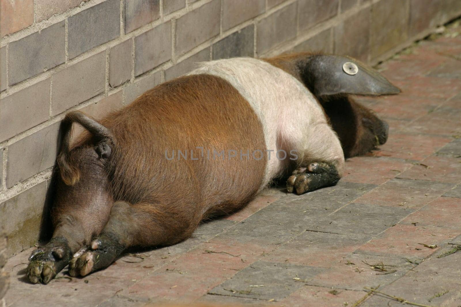 Another protest pig