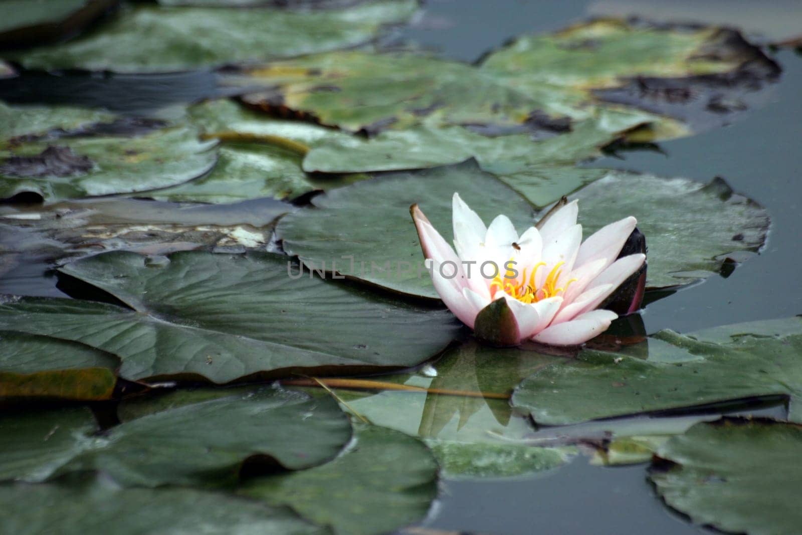 Water Flower