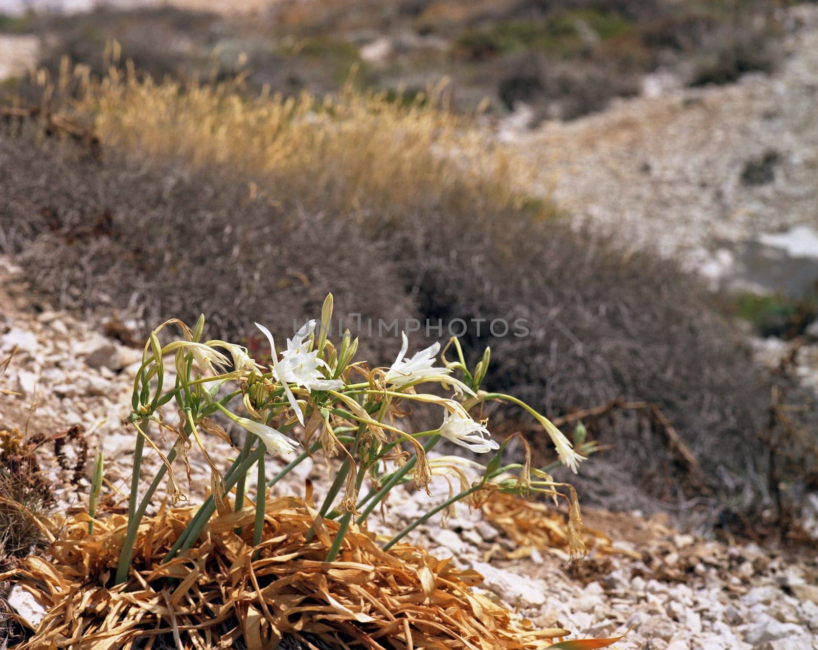 Does anyone know the name of these flowers? This species is supposedly unique to the Frioul Islands off Marseille...