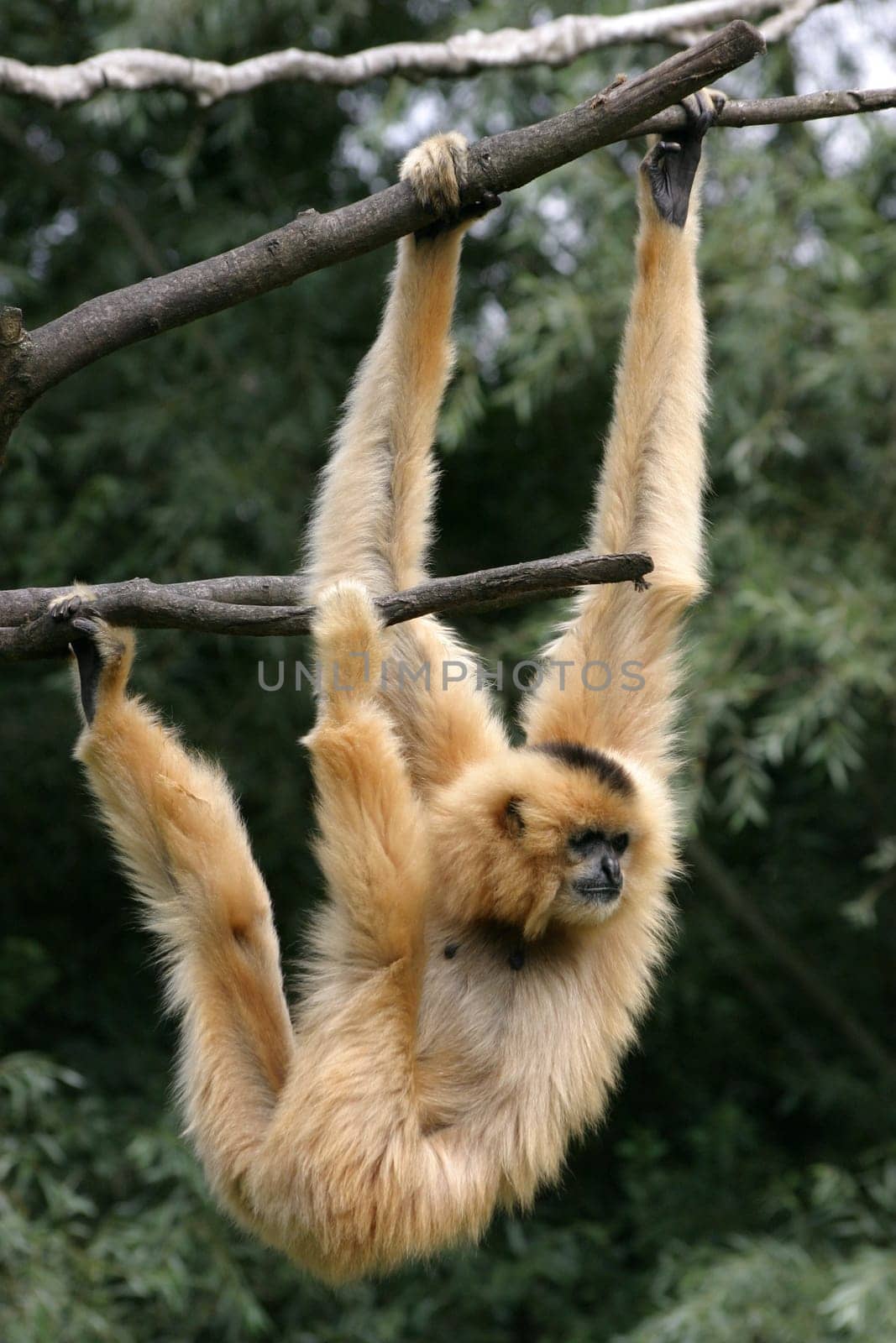 Blonde gibbon