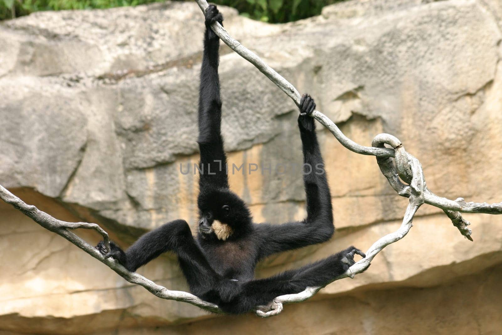 Blacky