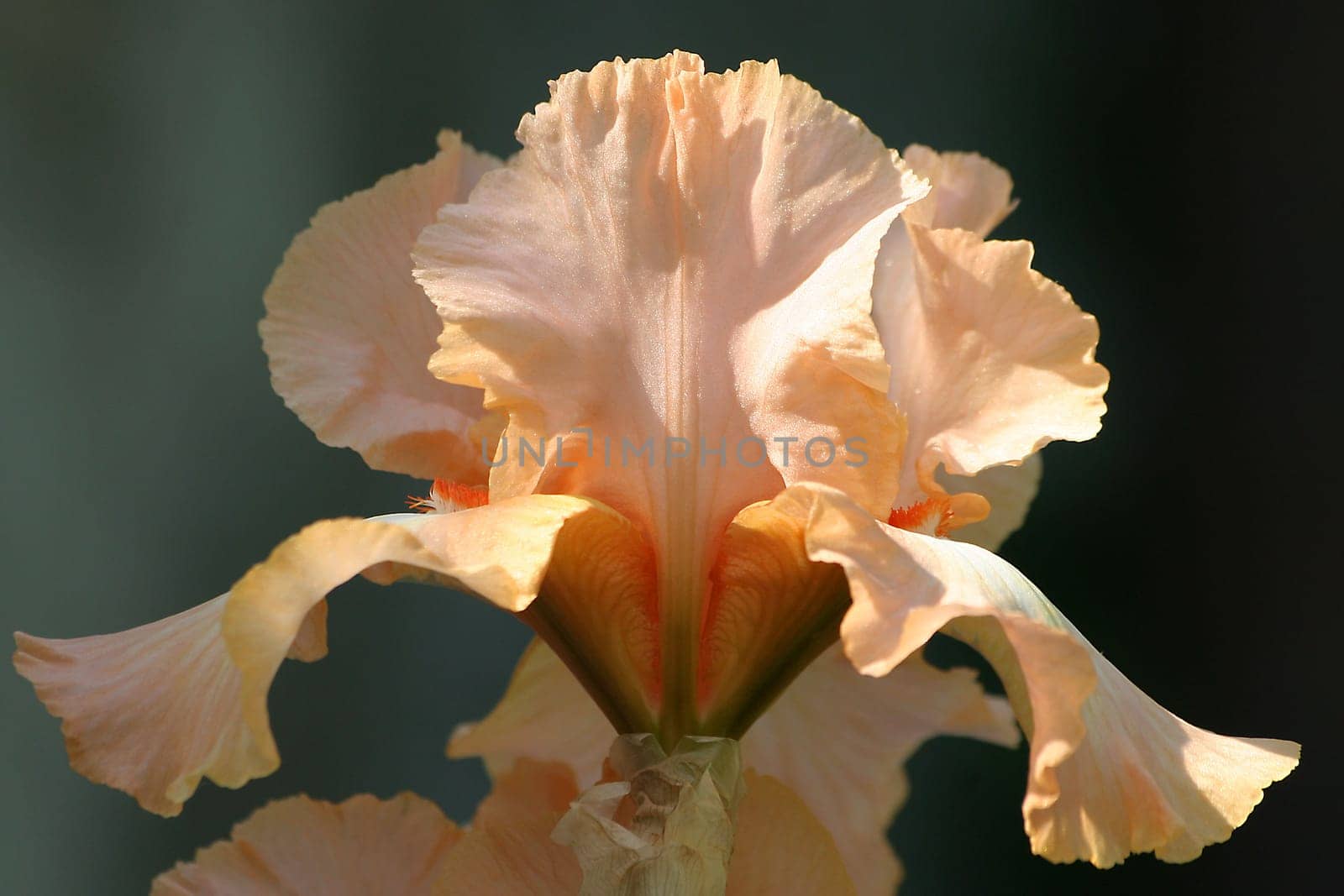 Bearded iris