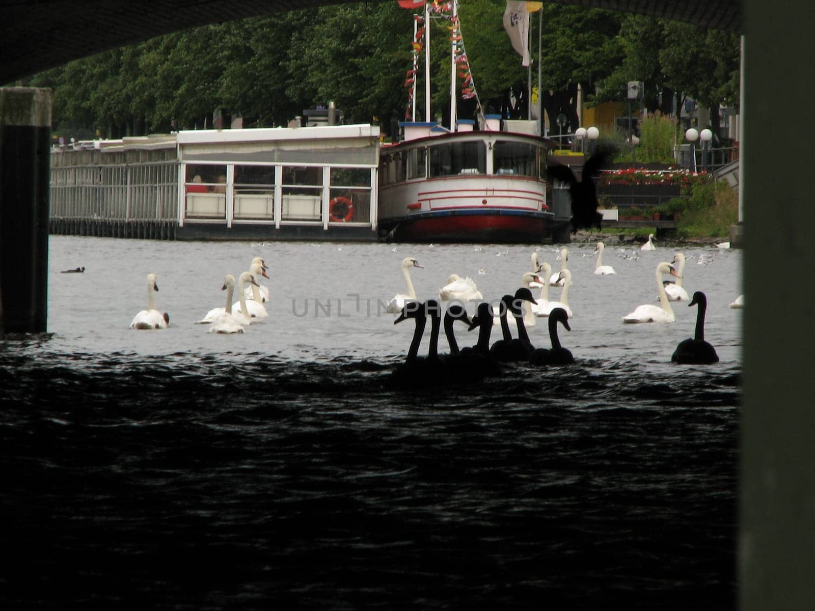 A small series of swans and geese.