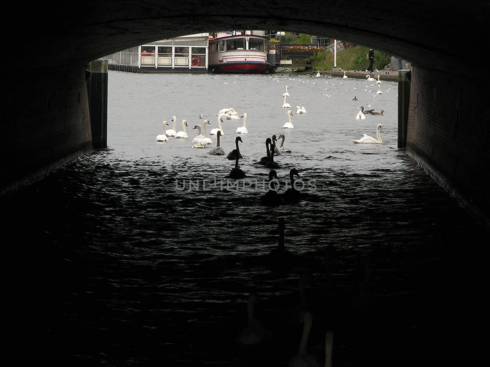 A small swan and geese series.